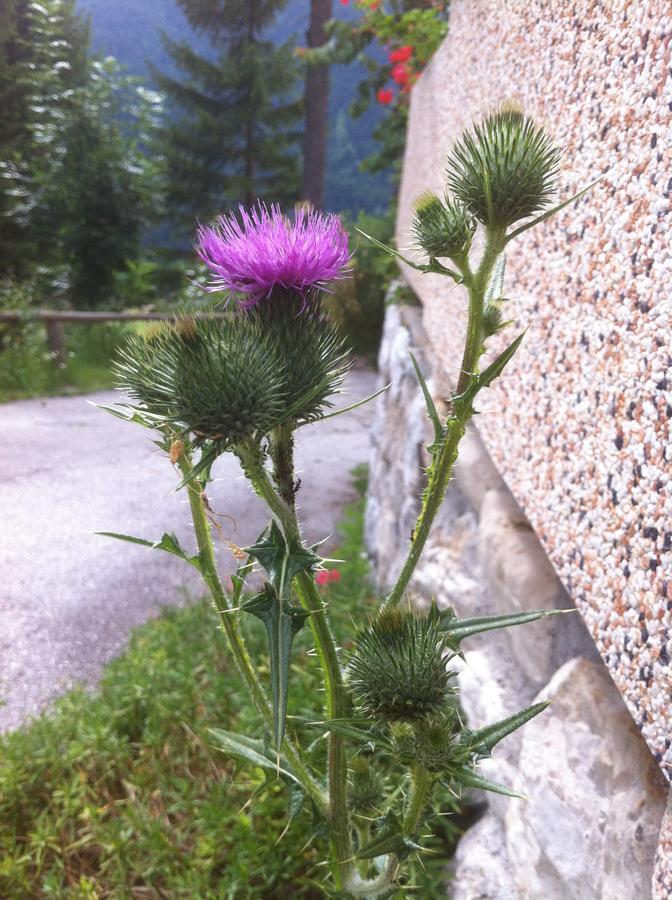 Hotel Il Cardo San Vito di Cadore Exterior photo